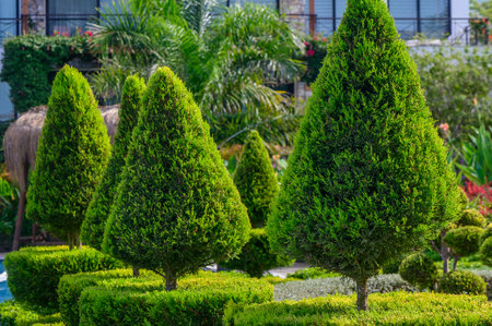 Lush green topiary trees rise elegantly in a well-maintained garden, showing their distinct shapes amid vibrant foliage and clear blue skies.の写真素材