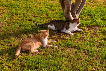 Two content cats lounge comfortably on lush green grass beneath a tree, soaking up the afternoon sun...