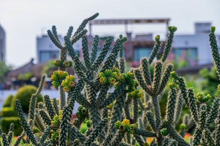A lush garden teems with diverse cacti displaying vivid green hues and striking flower buds, set...