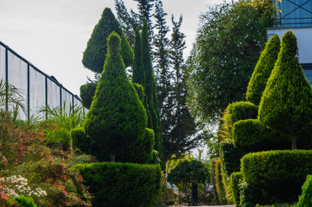 A tranquil garden reveals vibrant topiary sculptures shaped like geometric forms, surrounded by healthy shrubs and the warm glow of afternoon sunlight.の写真素材