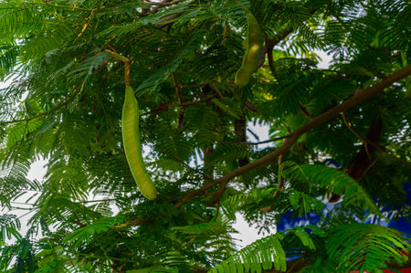 Beneath a canopy of rich green foliage, elongated pods dangle gracefully from a sturdy branch,...