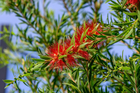Delicate red blossoms burst forth from slender green branches, creating a stunning contrast under clear blue skies, showing nature\'s beauty in full bloom.の写真素材