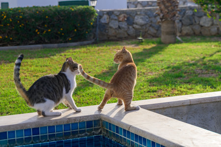 Two cats engage in a playful exchange by a shimmering pool, their tails intertwining as they explore...