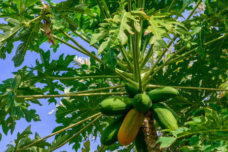 A cluster of vibrant papayas dangles from branches filled with large green leaves, basking in the sunlight against a bright blue sky, highlighting their natural beauty.の写真素材