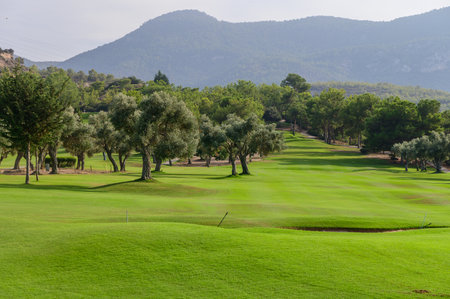 A vast expanse of verdant grass stretches across the golf course, framed by olive trees, with rolling hills in the background and a tranquil atmosphere all around.の写真素材
