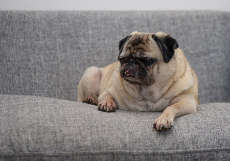 A pug lies comfortably on a plush gray couch, enjoying a moment of tranquility in a warm, inviting space.の写真素材