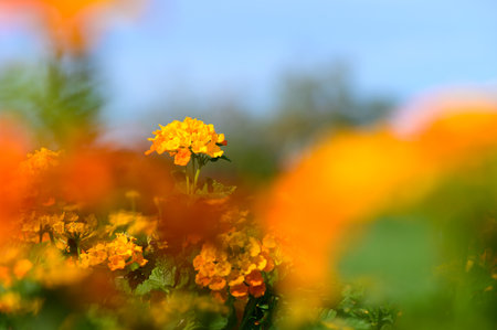 Colorful flowers create a stunning display, bathed in golden light during a serene afternoon.の写真素材