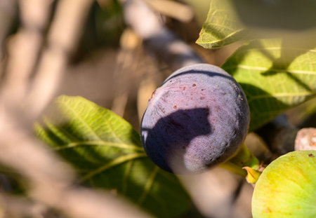 A ripe fig rests among vibrant green leaves, basking in the warm sunlight of a peaceful garden.の写真素材