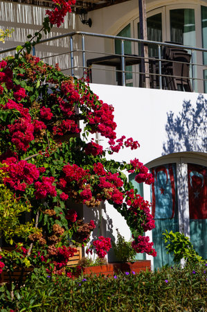 Colorful flowers adorn a sunny balcony, enhancing the beauty of this serene garden oasis filled with greenery.の写真素材