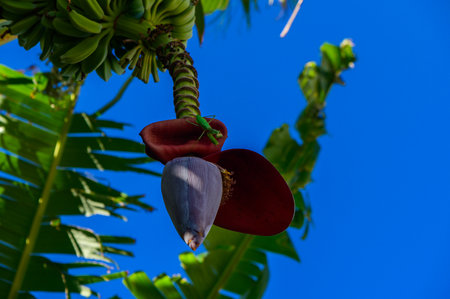 A stunning banana blossom hangs delicately among lush green leaves under a clear blue sky.の写真素材
