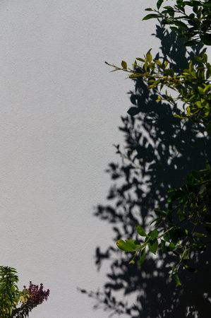 Leafy branches cast intricate shadows on a smooth white wall in warm afternoon light, creating visual poetry.の写真素材