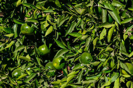 Vibrant lime fruits dangle from lush green leaves, illuminated by warm sunlight in a peaceful garden atmosphere.の写真素材