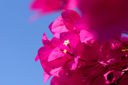 Bright pink petals of bougainvillea contrast beautifully with the clear blue sky, creating a perfect spring day vibe.の写真素材