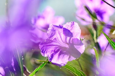 Vibrant purple petals catch the sunlight, adding color to the lush greenery around them.の写真素材