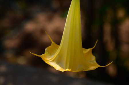A stunning yellow blossom sways gently in the breeze, radiating warmth and tranquility under the afternoon sun.の写真素材