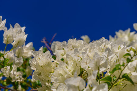 Delicate white bougainvillea blooms flourish, beautifully contrasting with the bright blue sky above on a sunny day.の写真素材