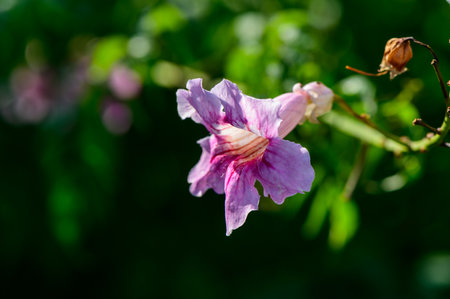 A stunning purple bloom showcases its intricate petals, surrounded by lush green foliage and bathed...