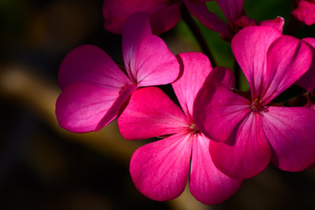 Delicate pink petals unfurl gracefully, revealing their beauty against a dark backdrop.