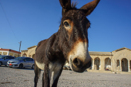 A playful donkey wanders through a peaceful village square, soaking in the afternoon sun.の写真素材