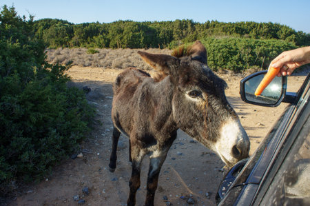 A curious donkey stretches its neck to enjoy a carrot offered from a car while exploring nature.の写真素材