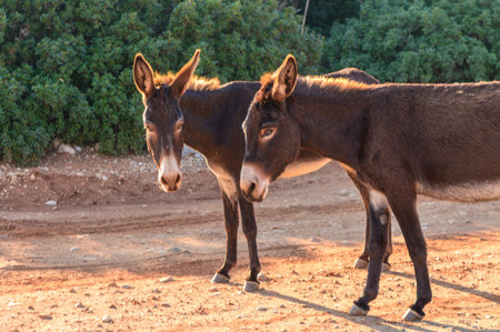 Two donkeys stand side by side, curiously observing their surroundings in soft evening light.の写真素材