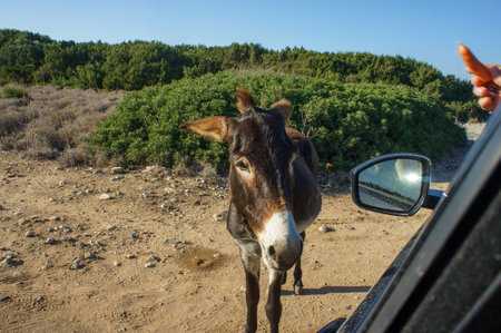 A donkey curiously interacts with a person near a car in a peaceful, sunny landscape.の写真素材