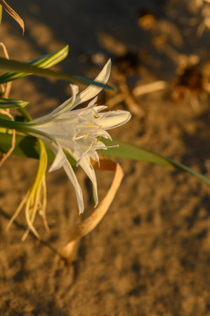 A beautiful white flower emerges from the sandy ground, illuminated by the warm rays of the setting sun.の写真素材