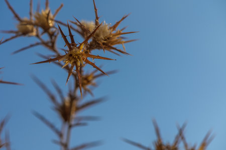 Vibrant wild thistle showcases sharp spines against a backdrop of serene blue sky during sunset.の写真素材