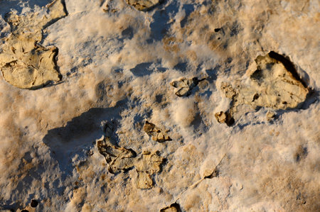 Discover the intricate details of fossilized imprints etched in stone, showcasing ancient life forms...