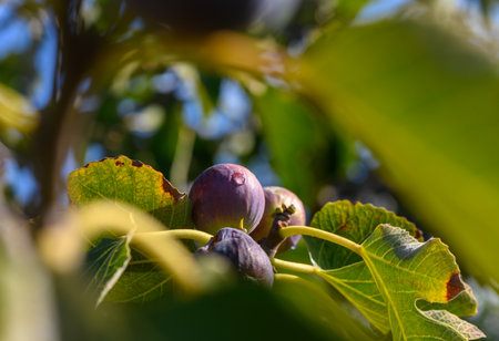 Ripening figs nestled among lush green leaves under clear blue skies in a serene orchardの写真素材