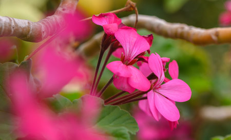 Delicate pink flowers flourish amid green leaves, radiating beauty in a tranquil garden setting.