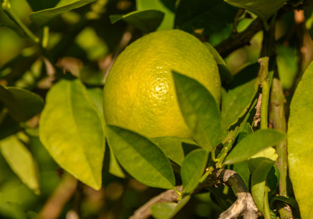 A single lime hangs amidst rich green leaves, capturing the essence of growth on a sunny day in nature.の写真素材
