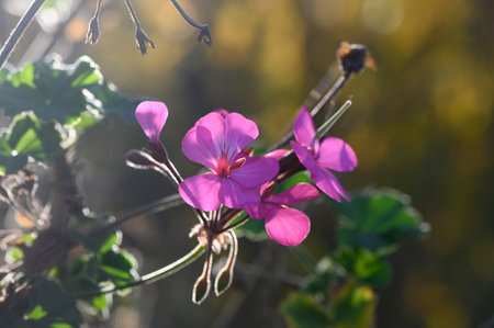 Delicate pink blossoms emerge from vibrant green leaves, illuminated by warm sunlight in a serene spring setting.の写真素材