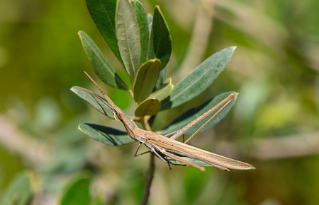 Sunlight highlights a grasshopper resting on lush green foliage, showcasing nature intricate details...