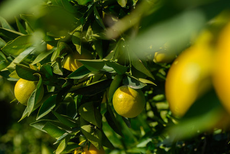 Juicy lemons hang among lush green leaves, glistening in the warm autumn sun, inviting a bountiful harvest.の写真素材