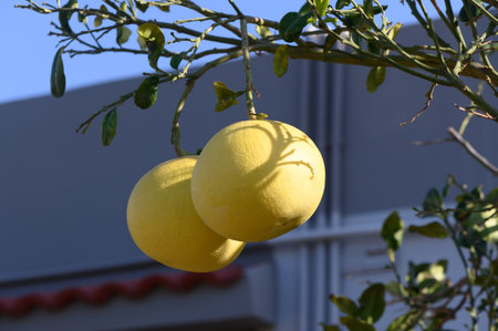 Two vibrant yellow fruits dangle from a leafy branch, basking in the warm sunlight of a clear day.の写真素材
