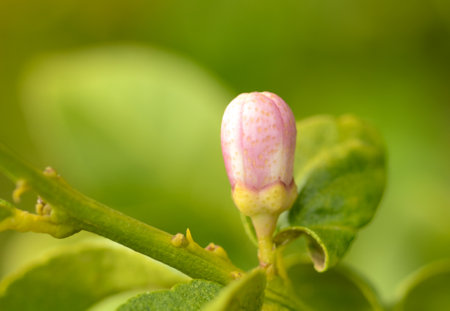 A tender pink citrus bud peeks out among vibrant green leaves, heralding the arrival of spring beauty and freshness.の写真素材