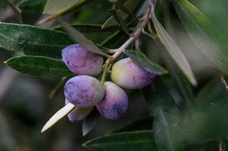Plump, greenish-purple olives dangle delicately from vibrant foliage, enjoying the glow of warm...