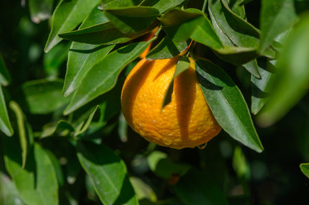 A ripe orange clings to a branch surrounded by glossy green leaves, glistening with morning dew in a tranquil orchard.の写真素材