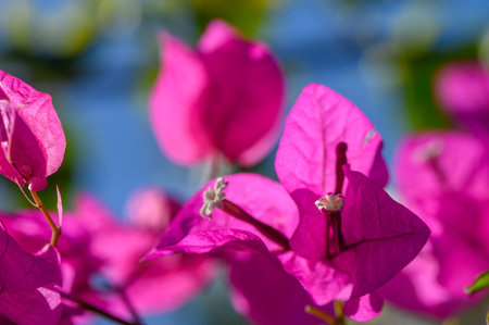 Vibrant pink petals of bougainvillea dance in the gentle breeze under a clear blue sky, enhancing the garden charm.の写真素材