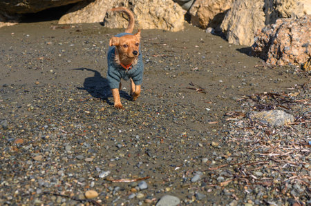 A small dog joyfully runs along the shoreline, enjoying the warm sun and soft sand beneath its paws.の写真素材
