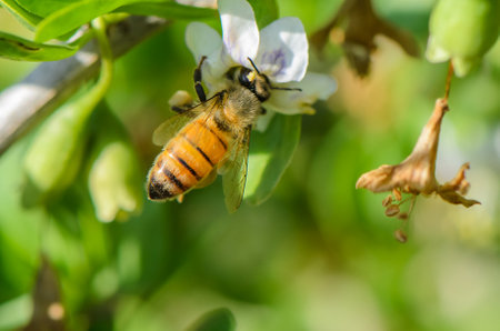 A bee diligently gathers nectar from delicate white blooms while surrounded by vibrant green...