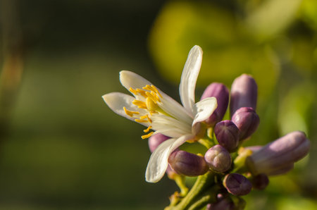 Citrus flowers bloom with white petals and bright yellow stamens, surrounded by budding purple blooms.の写真素材