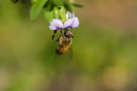 Busy honey bee extracts nectar from a blooming purple flower, showing nature\'s beauty in lively...