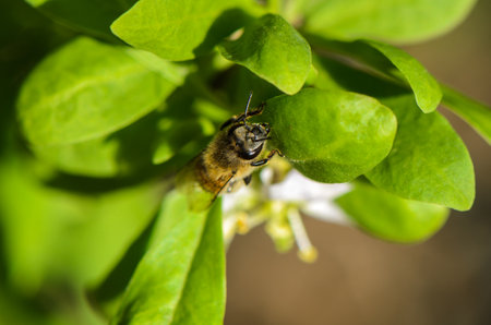 An industrious bee moves among lush green foliage, gathering nectar as sunlight filters through the...