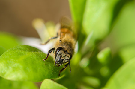 A bee delicately lands on lush green foliage, collecting nectar during a warm afternoon in a peaceful garden.の写真素材