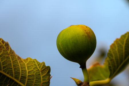 Green fig developing on a branch amidst lush leaves under a bright skyの写真素材