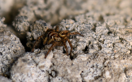Close-up view of a curious spider exploring rocky terrain in vibrant detailの写真素材