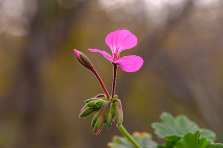A vibrant pink flower stands tall among buds, capturing a moment of serene beauty in a peaceful...