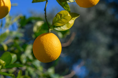 Sunlight filters through lush leaves as ripe oranges dangle from branches, bursting with color and freshness.の写真素材